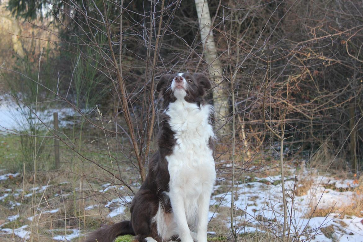 Border collie Pi billede 29