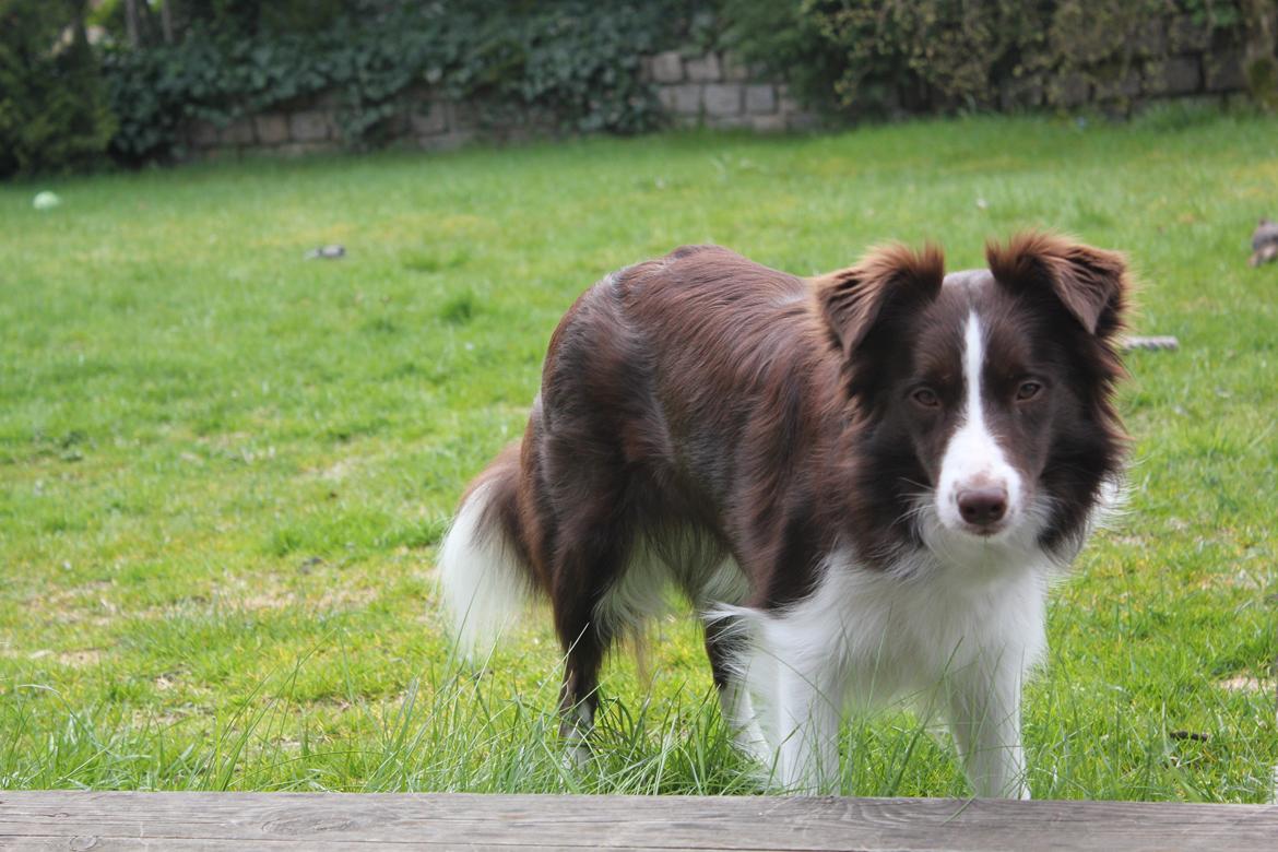 Border collie Pi billede 15