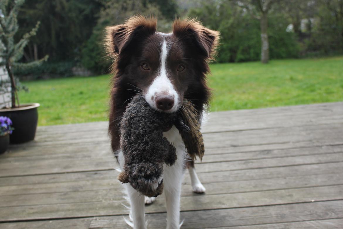 Border collie Pi billede 19