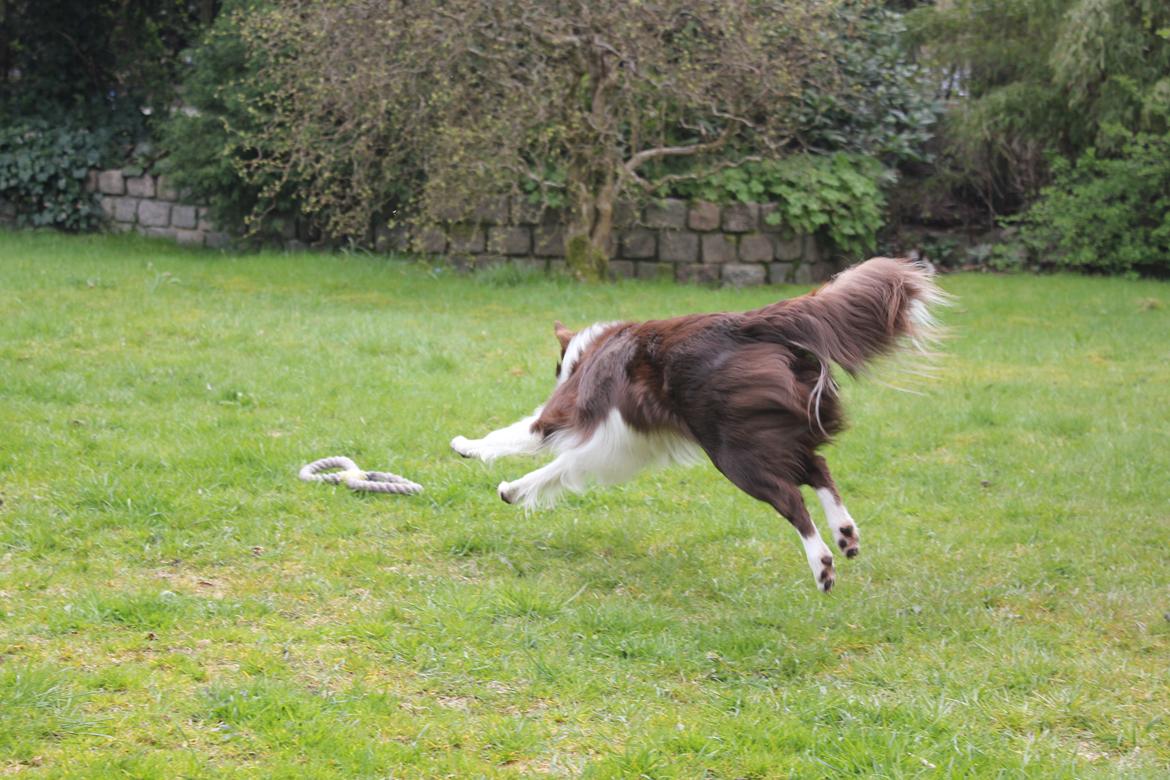 Border collie Pi billede 24