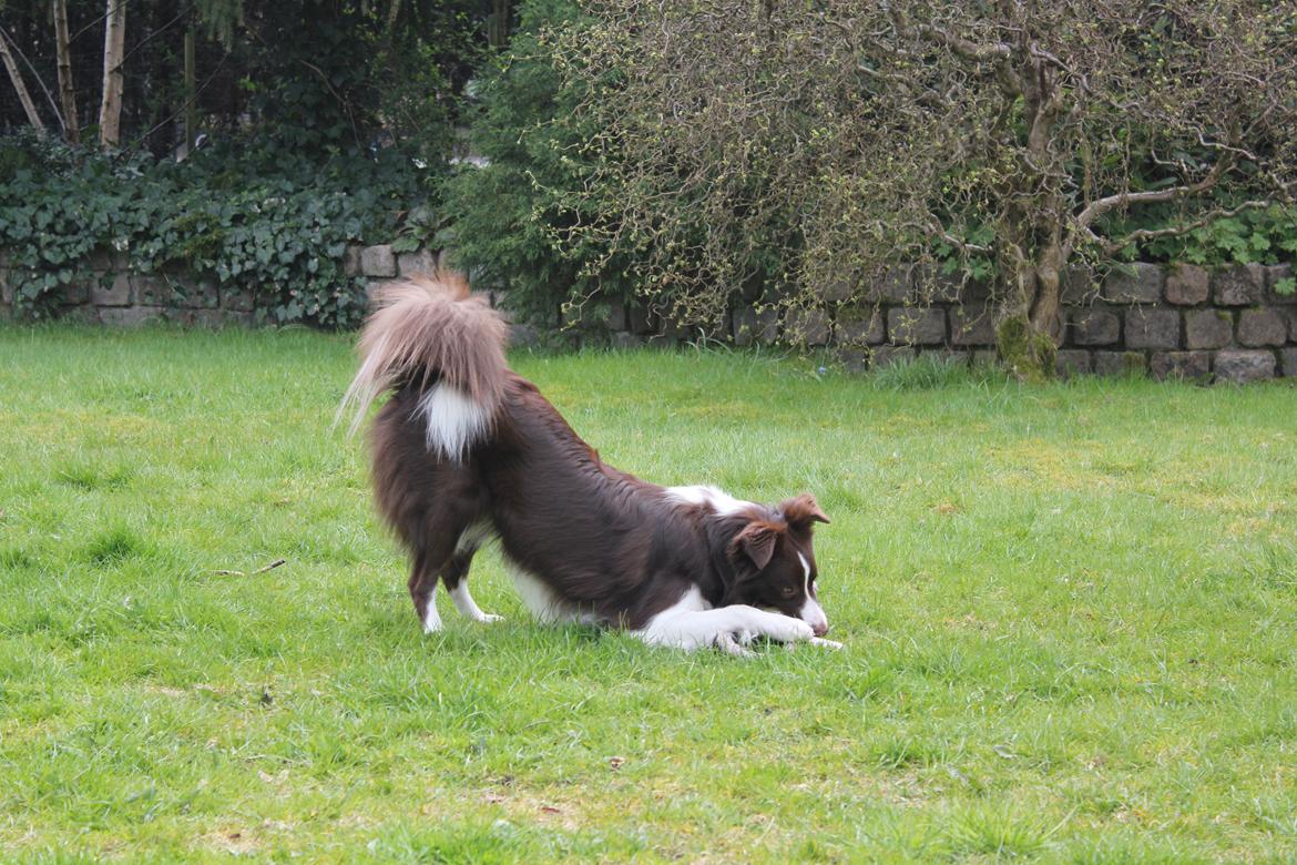 Border collie Pi billede 36