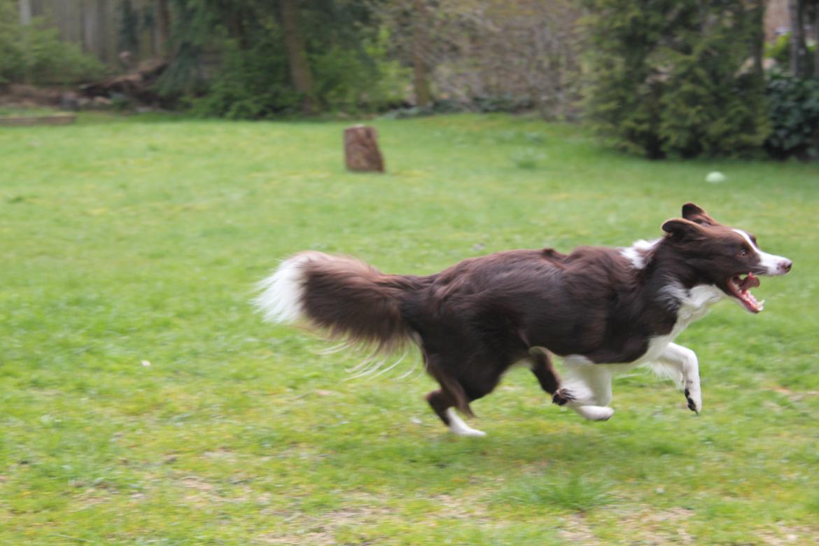 Border collie Pi billede 38