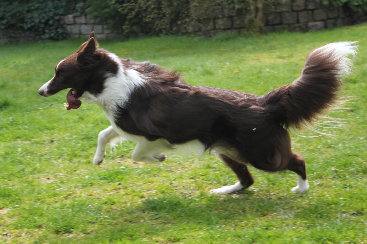 Border collie Pi billede 40
