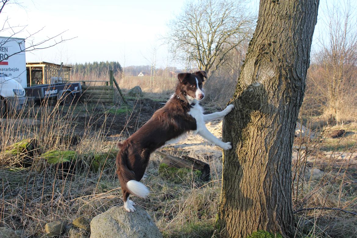 Border collie Pi billede 42