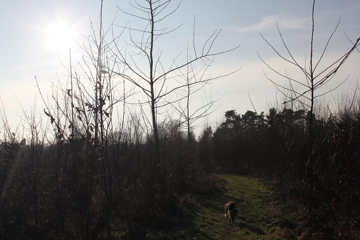 Border collie Pi billede 43