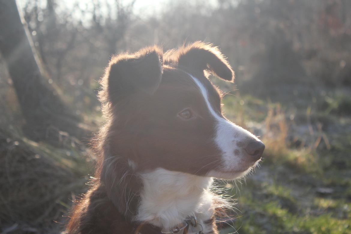 Border collie Pi billede 12