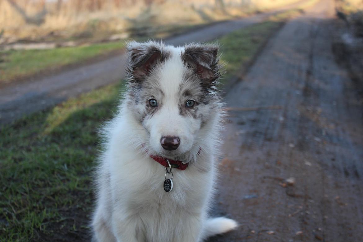 Border collie Low-key billede 2