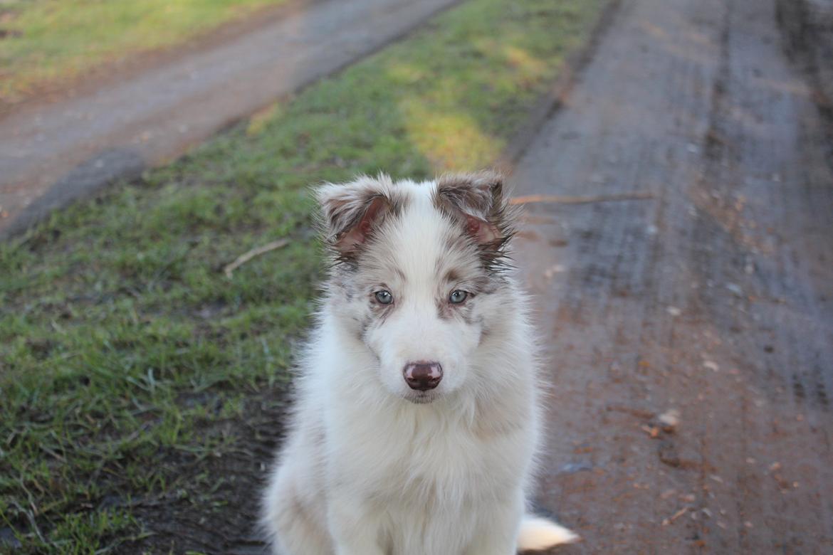 Border collie Low-key billede 4