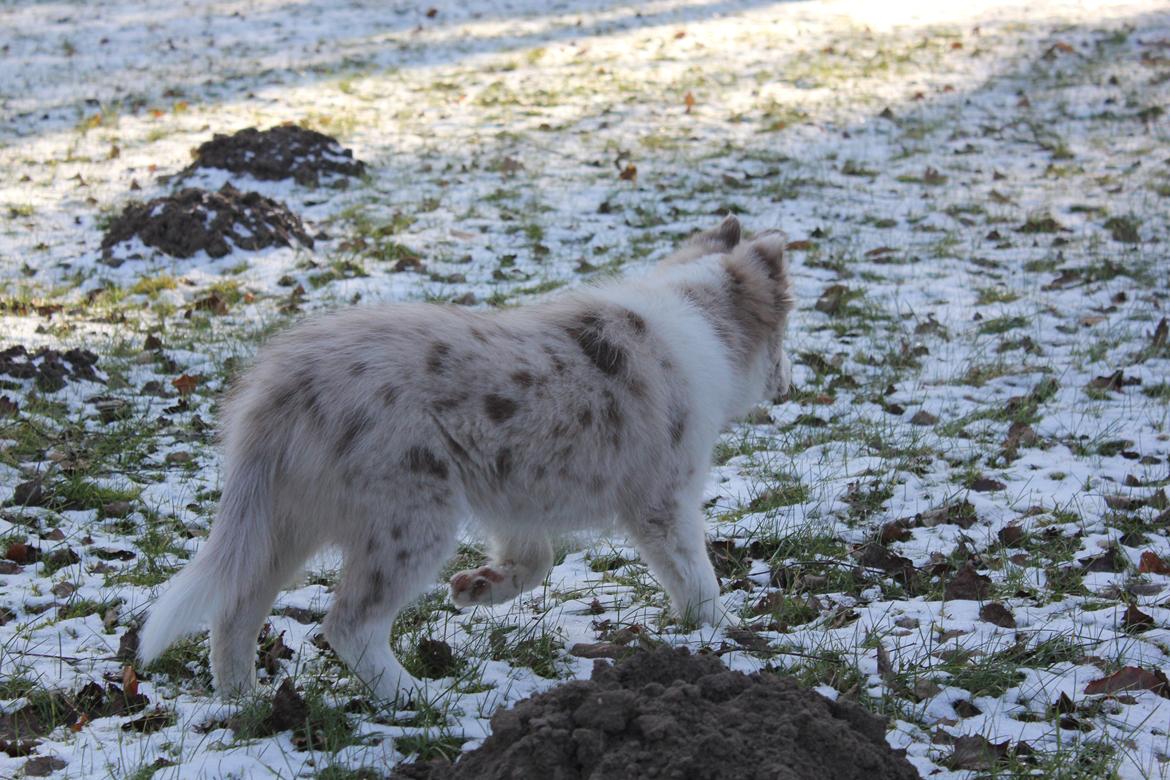 Border collie Low-key billede 8