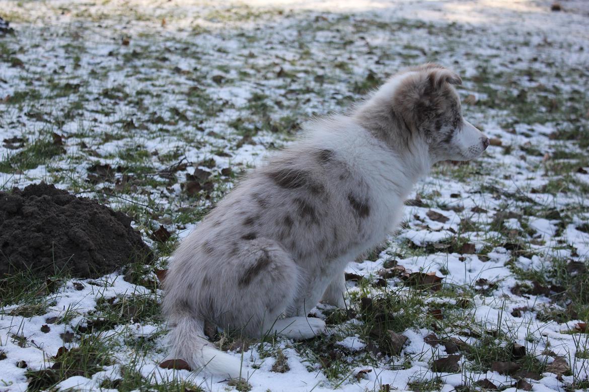 Border collie Low-key billede 11