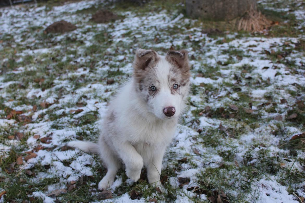 Border collie Low-key billede 13