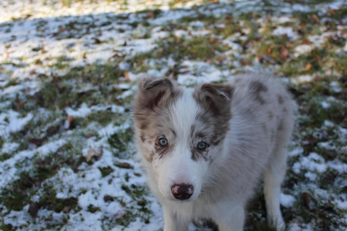 Border collie Low-key billede 16