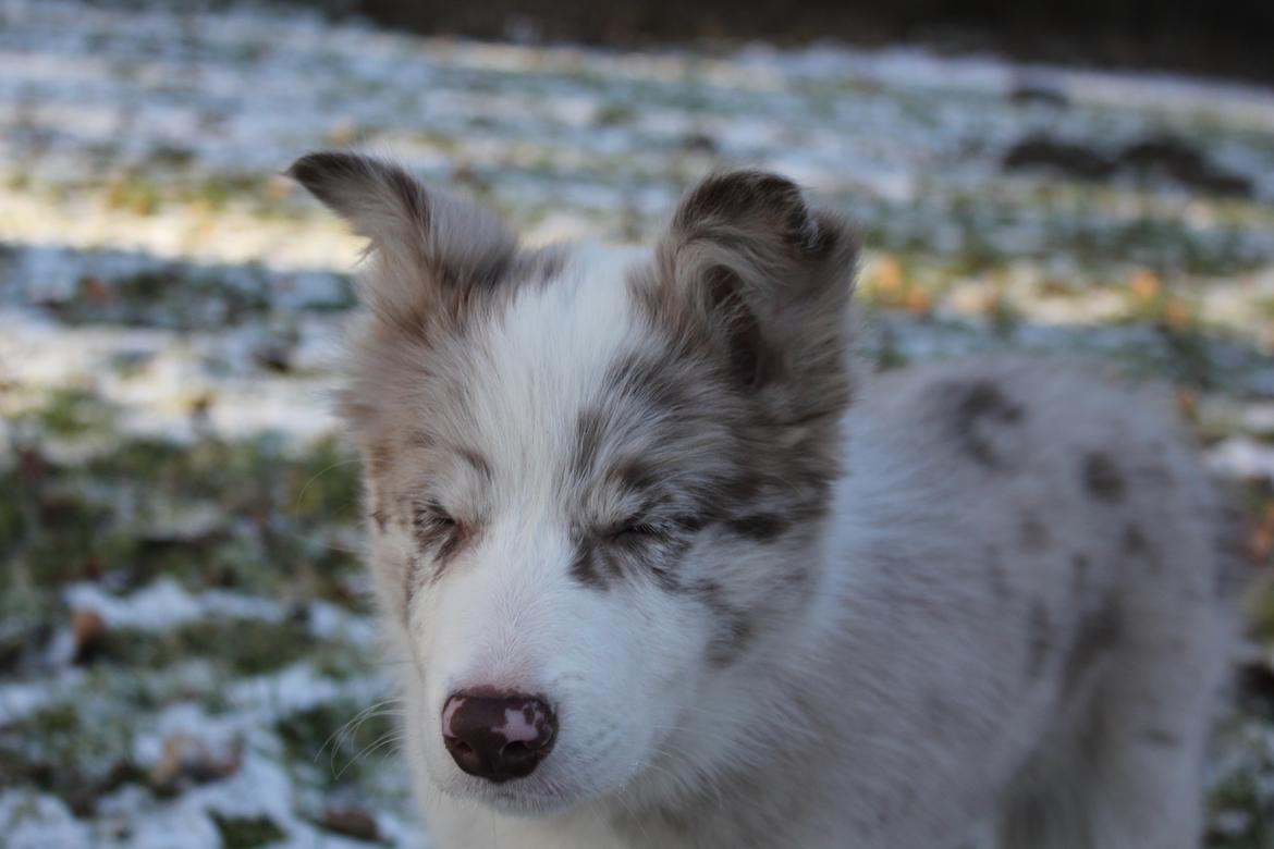 Border collie Low-key billede 19