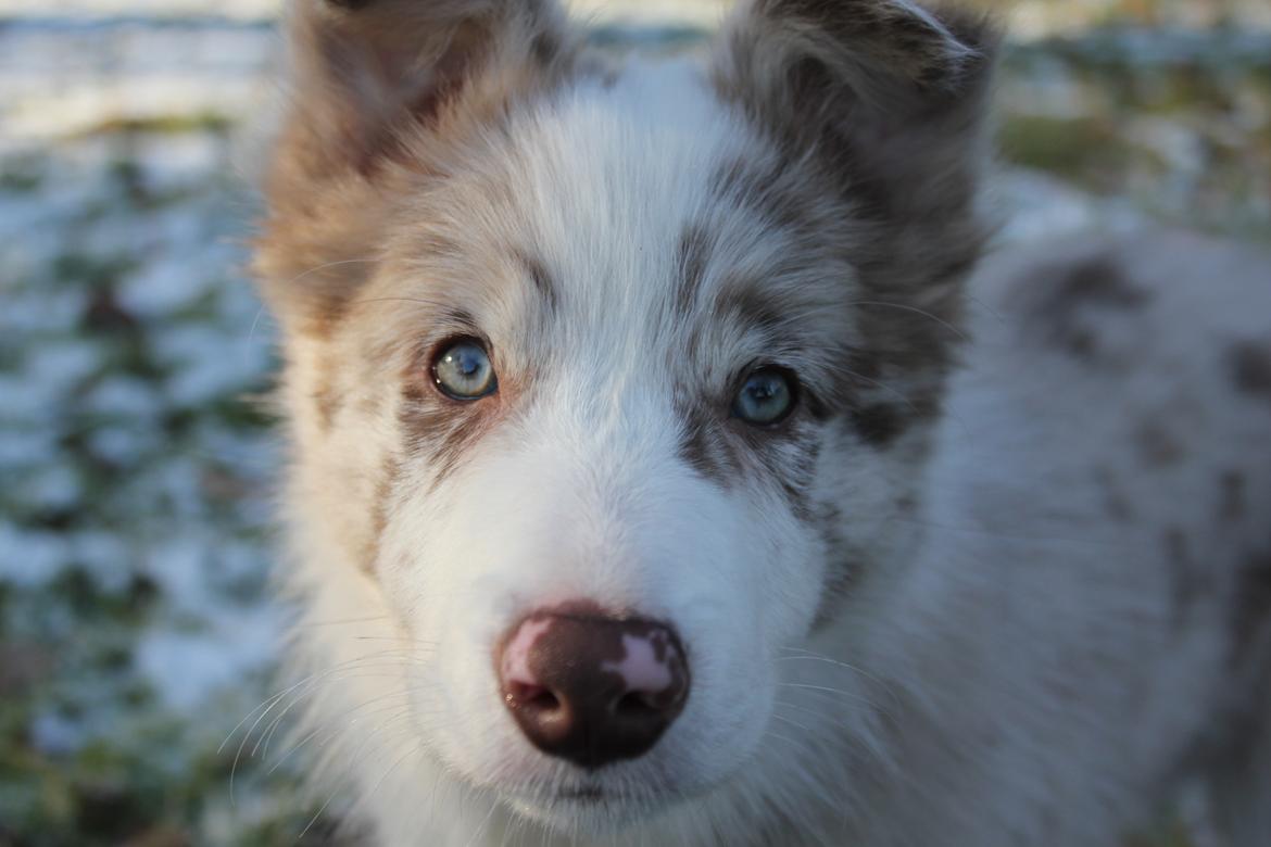 Border collie Low-key billede 20