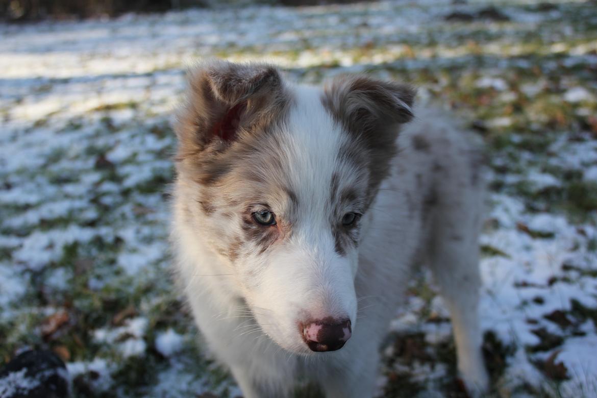 Border collie Low-key billede 21