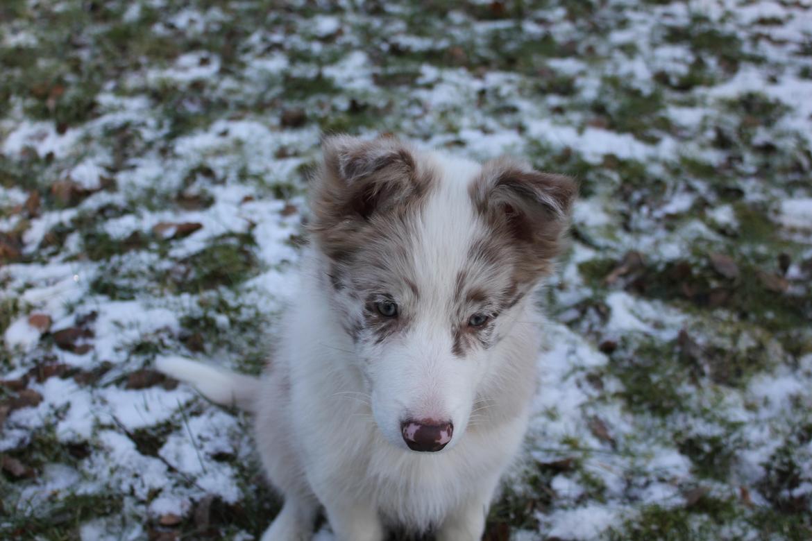 Border collie Low-key billede 12