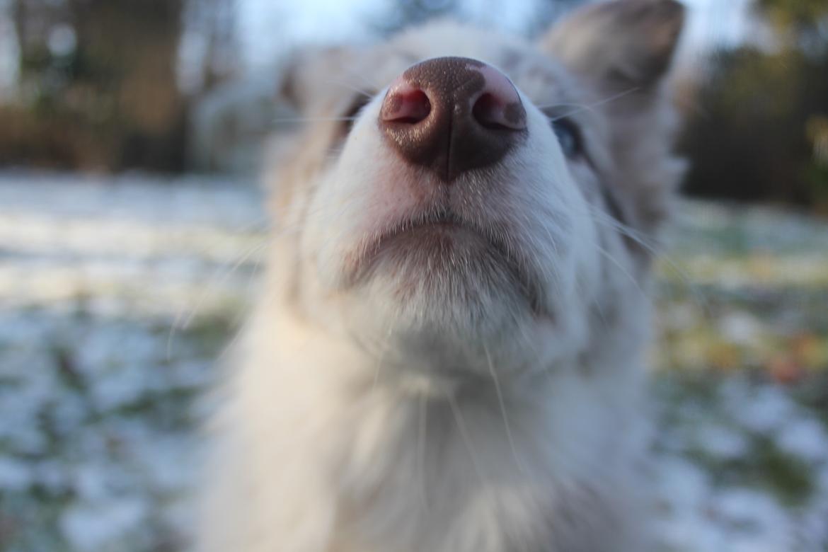 Border collie Low-key billede 23