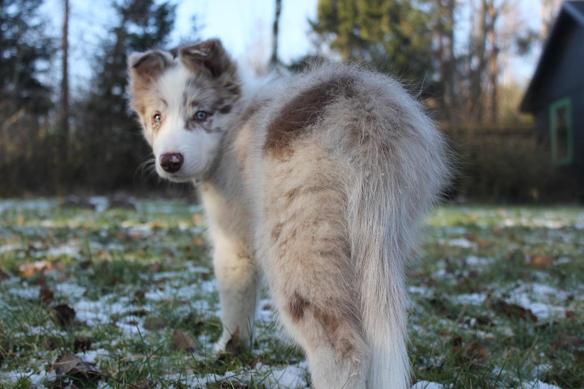 Border collie Low-key billede 25