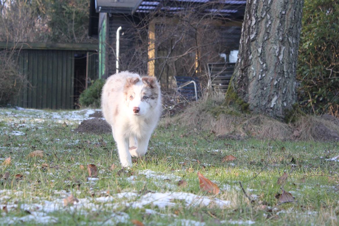 Border collie Low-key billede 36