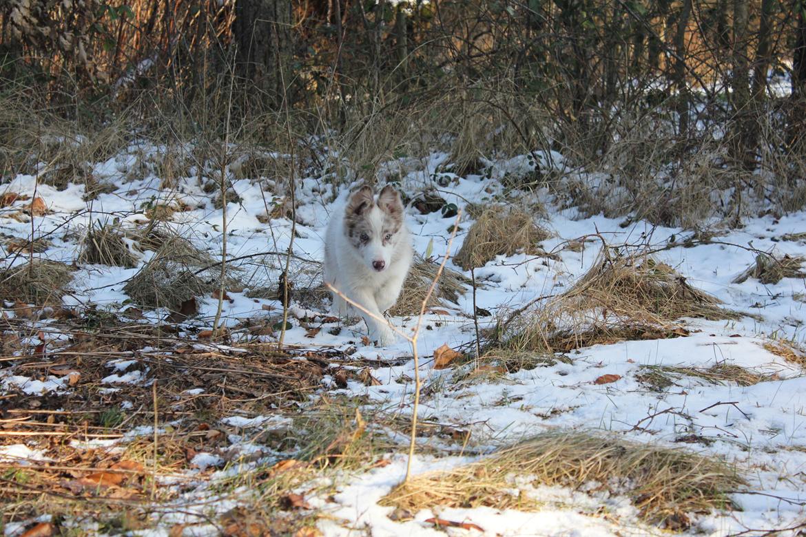 Border collie Low-key billede 35