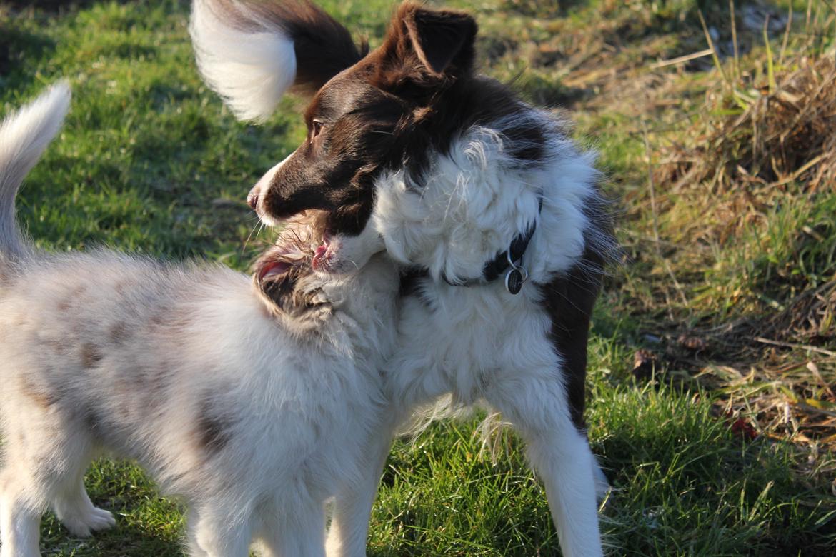 Border collie Low-key billede 14