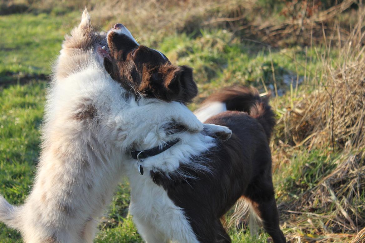 Border collie Low-key billede 26