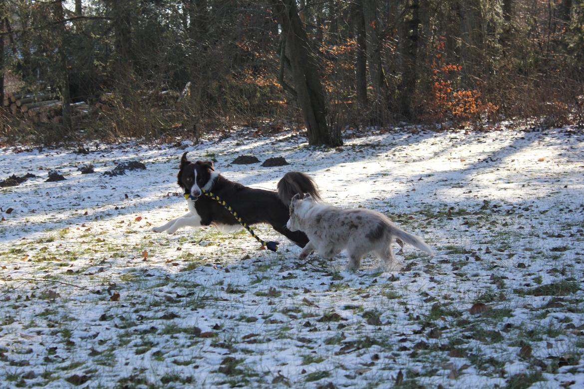 Border collie Low-key billede 37