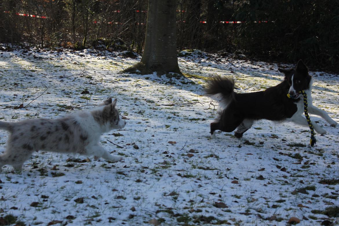 Border collie Low-key billede 9