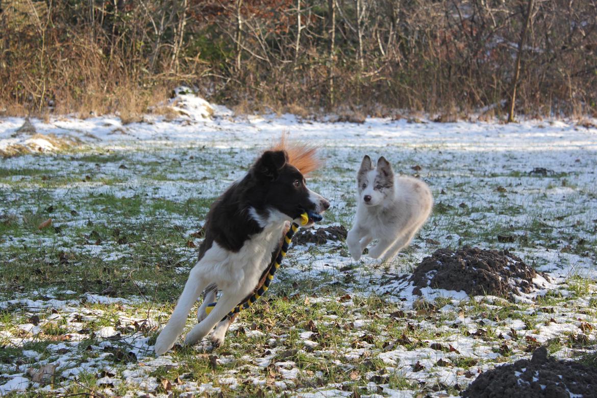 Border collie Low-key billede 31