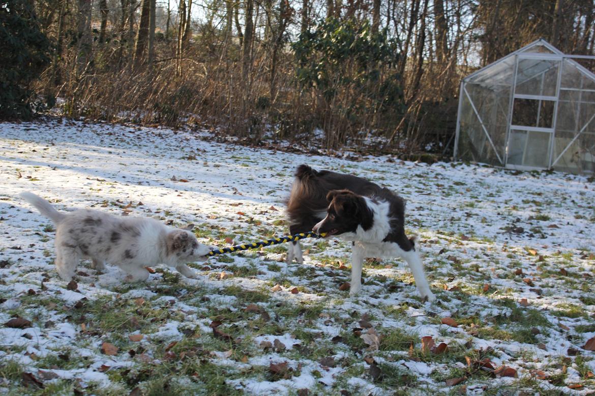 Border collie Low-key billede 3