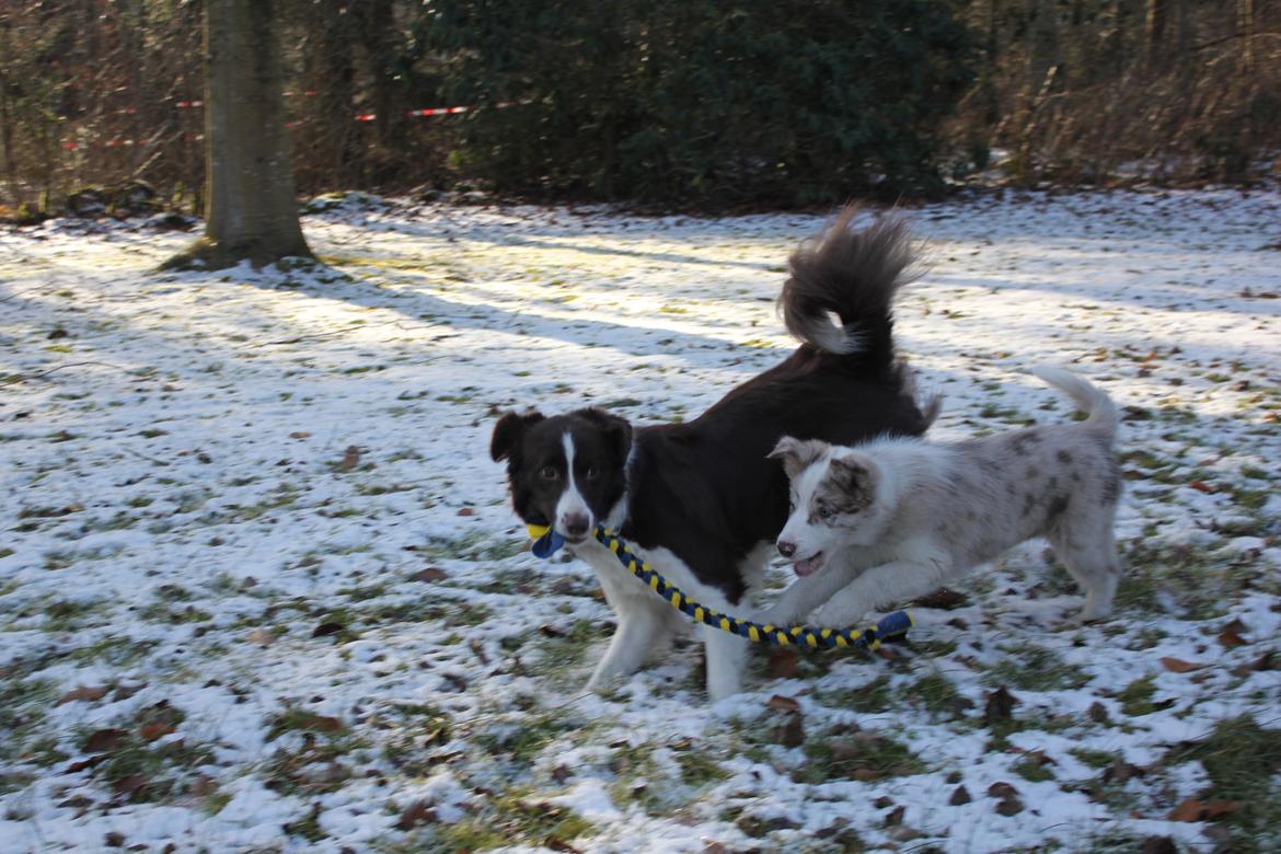 Border collie Low-key billede 24