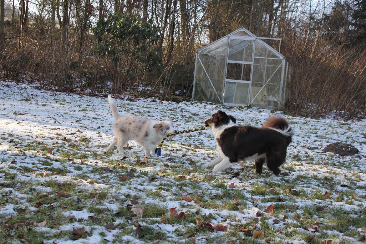 Border collie Low-key billede 17