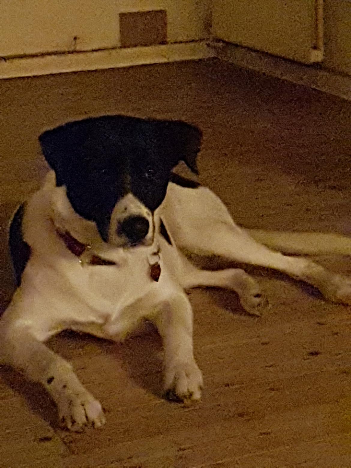 Blanding af racer Elvernar billede 5