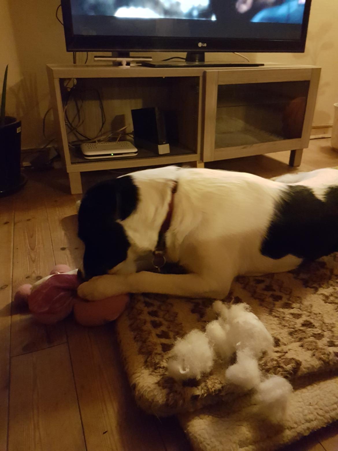 Blanding af racer Elvernar billede 9