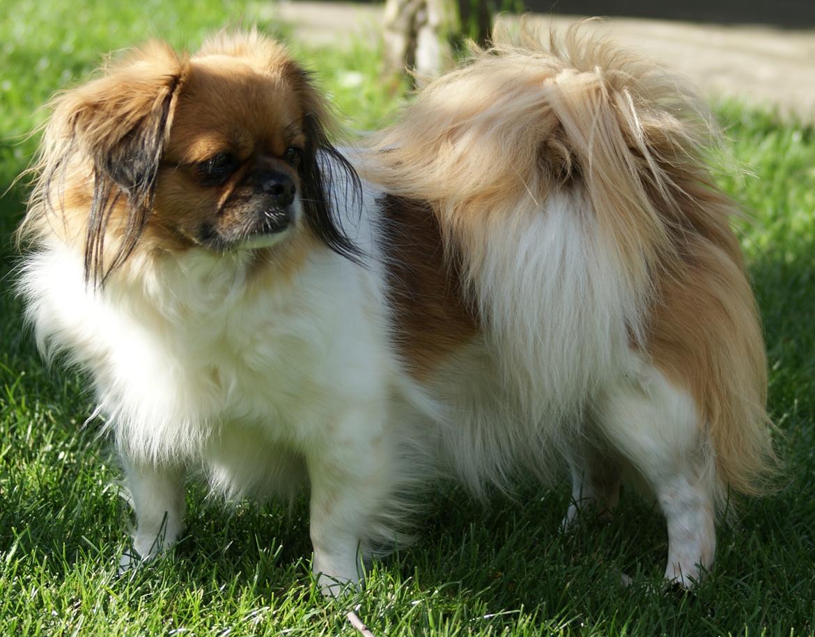 Tibetansk spaniel Ponya billede 1