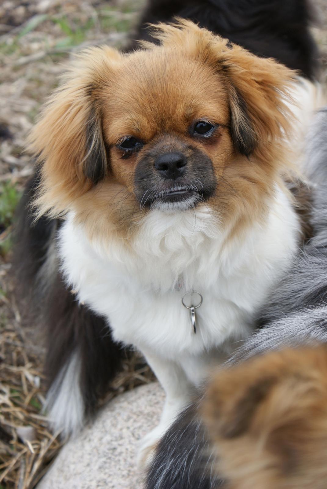 Tibetansk spaniel Ponya billede 3