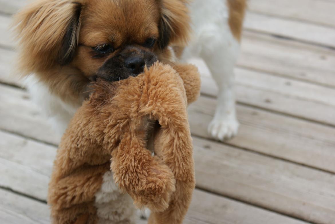 Tibetansk spaniel Ponya billede 4