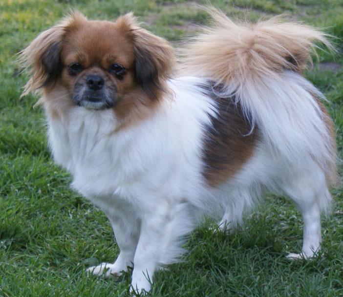 Tibetansk spaniel Ponya billede 5