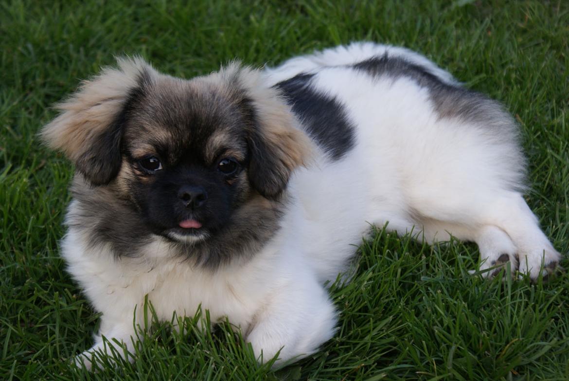 Tibetansk spaniel Emmi billede 1