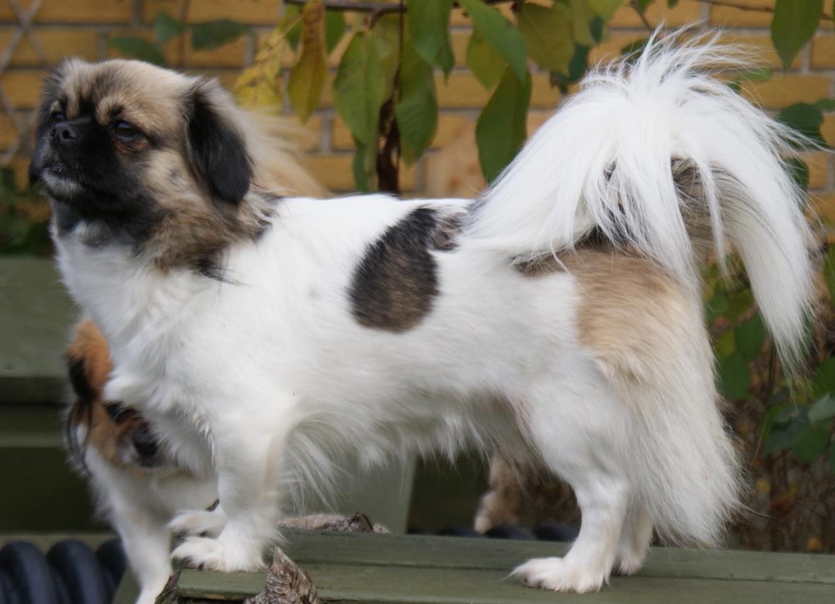 Tibetansk spaniel Emmi billede 2