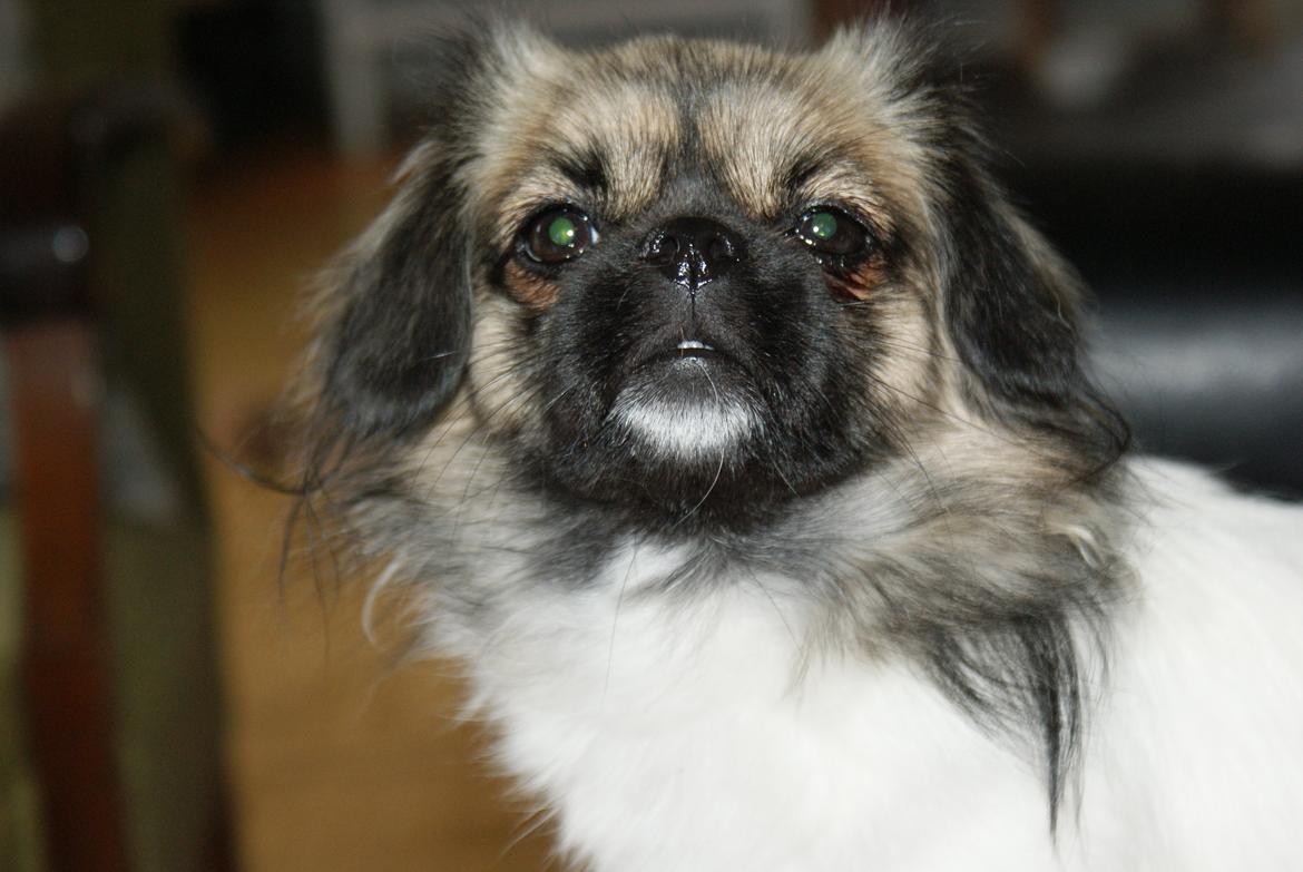 Tibetansk spaniel Emmi billede 5