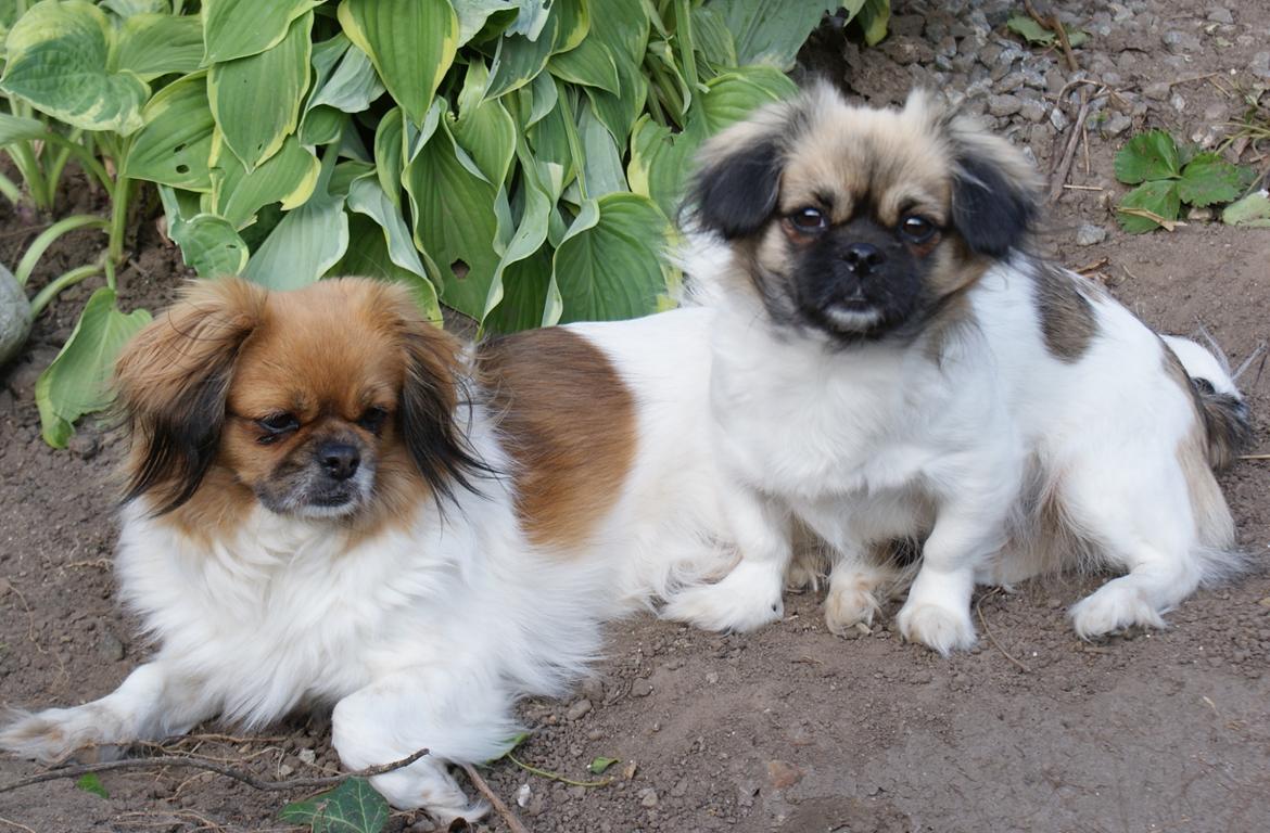Tibetansk spaniel Emmi billede 7