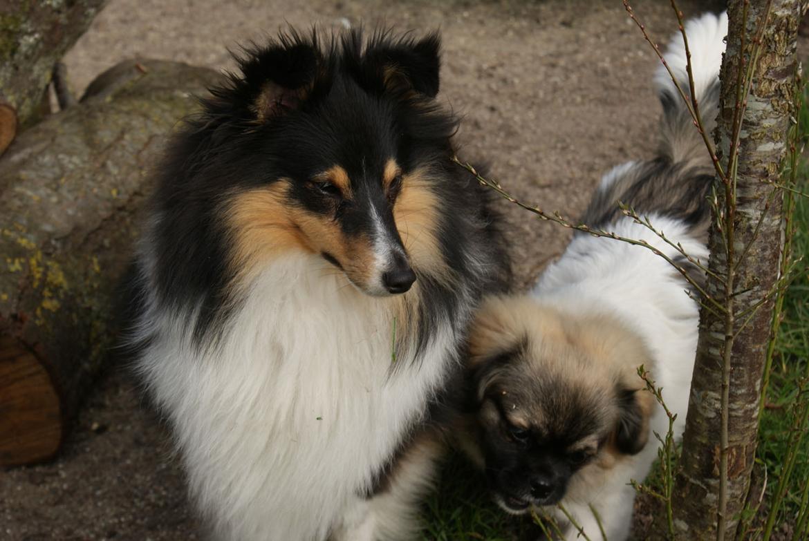 Tibetansk spaniel Emmi billede 8