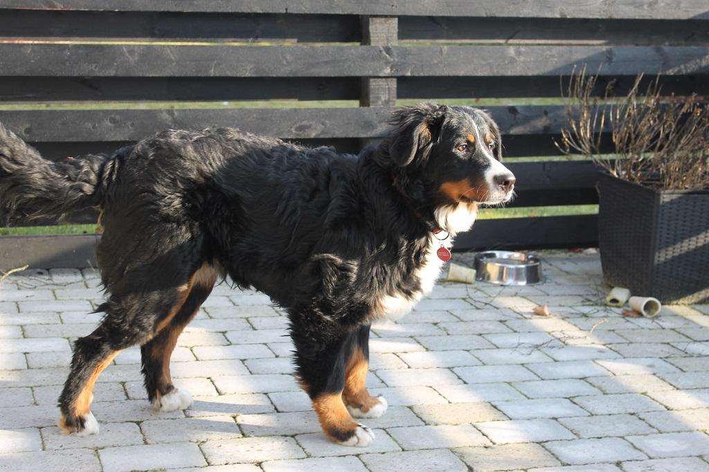 Berner sennenhund lillefix billede 13