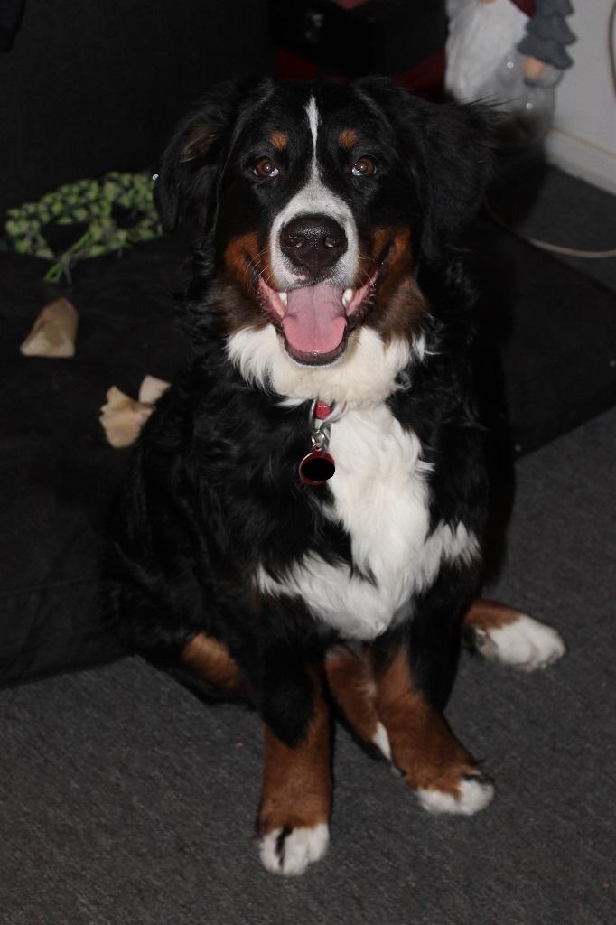 Berner sennenhund lillefix billede 12