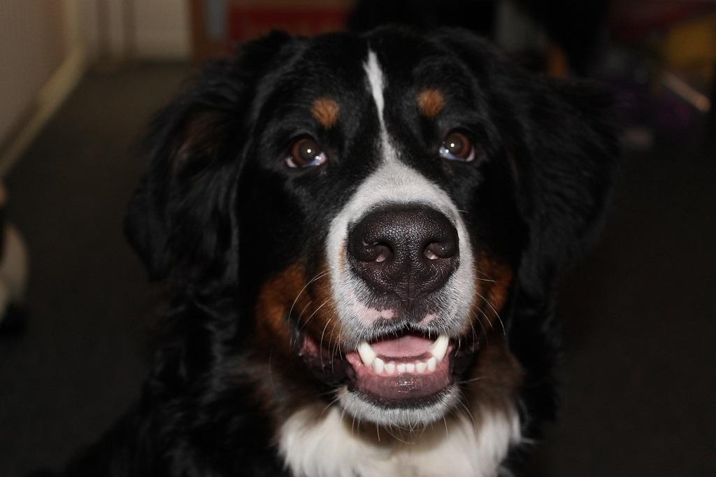 Berner sennenhund lillefix billede 14