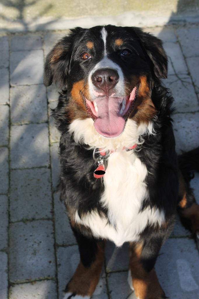 Berner sennenhund lillefix billede 11