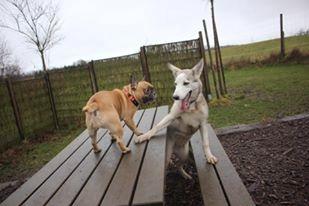 Blanding af racer Aura billede 20