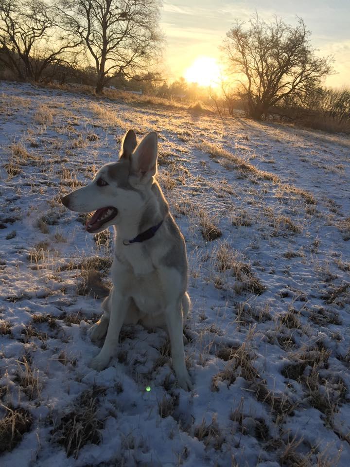 Blanding af racer Aura billede 23