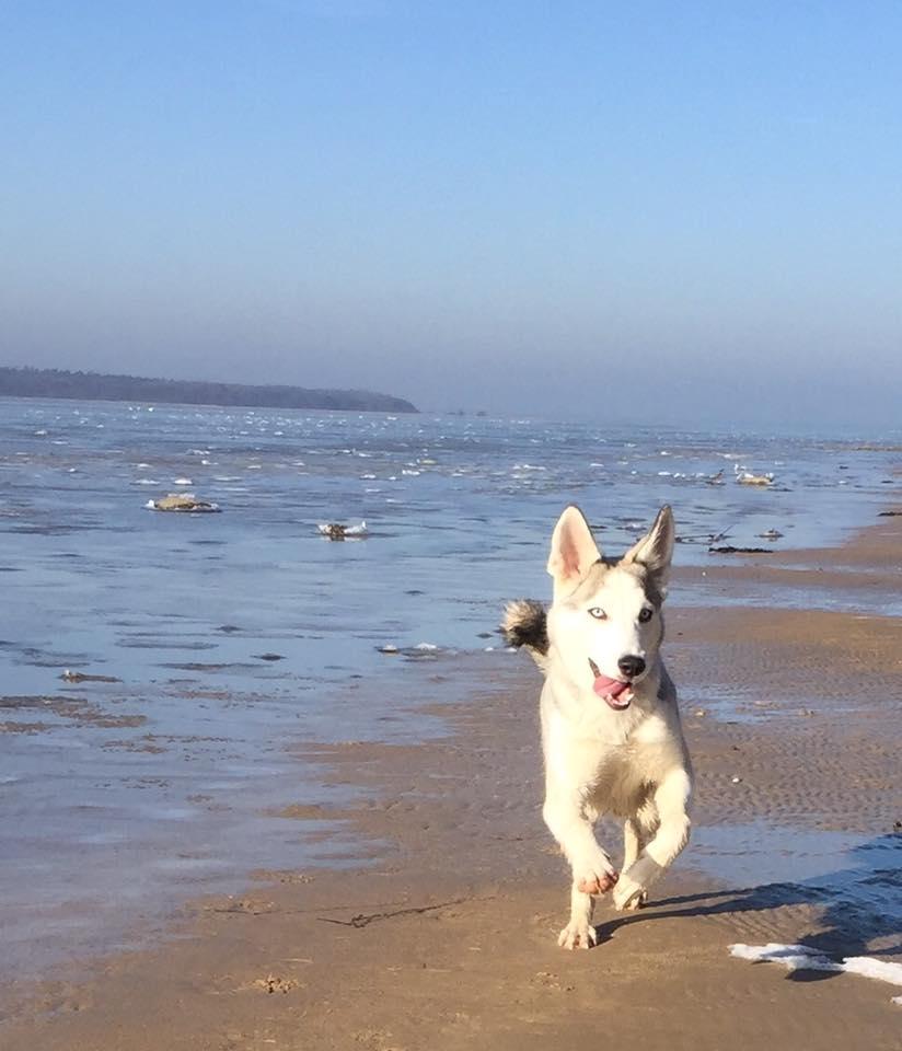 Blanding af racer Aura billede 25